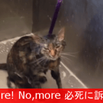 【マジで嫌いなんだから！】　風呂が嫌いな猫が必死に訴えている！