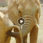 【衝撃映像】ゾウさんの長い鼻を......ゾウさんのお尻の穴に突っ込んで......ウンチをモグモグ......ってマジかΣ(･ω･ﾉ)ﾉ！