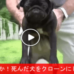 【始まったか！】　死んだ犬をクローン化した日本人が話題に！