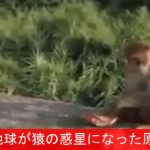 【これは酷い】野生の猿に爆竹入りのチップスを渡す観光客